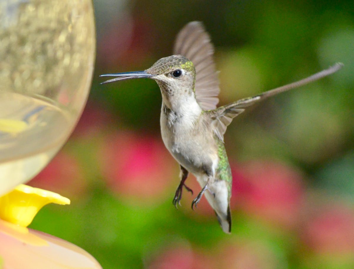 Hummingbird Feeder Leaking? Here's How to Fix It.